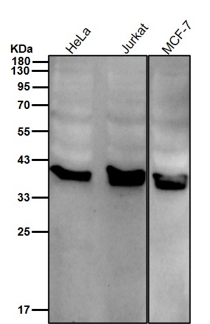 AMPK gamma 1 Ab