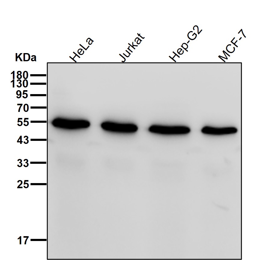 MMP11 Ab