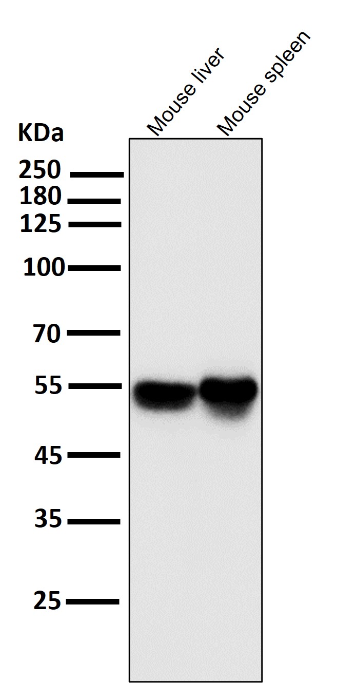 IRF3 Ab