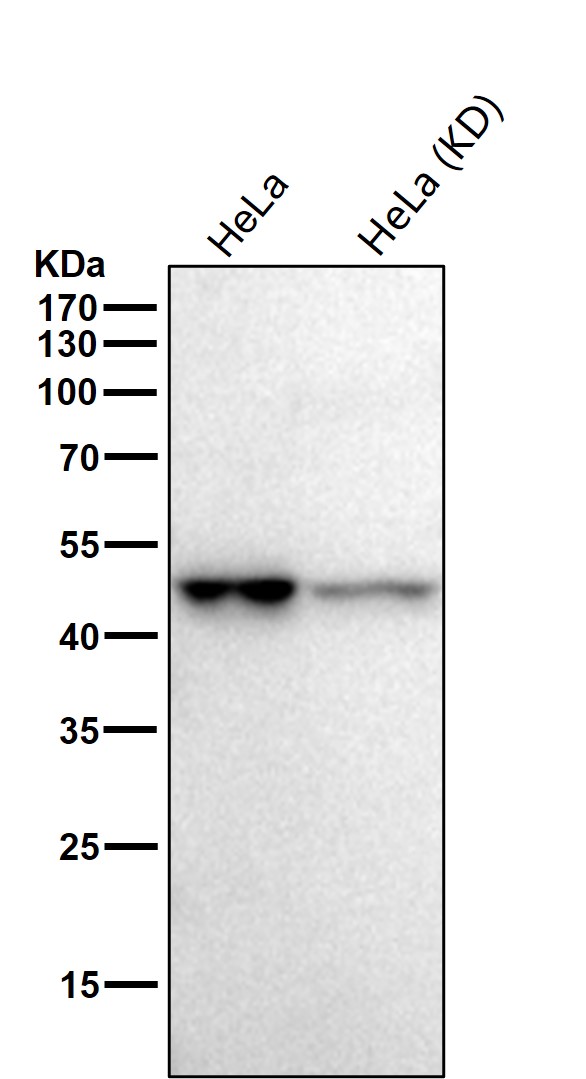 Caspase 2 Ab