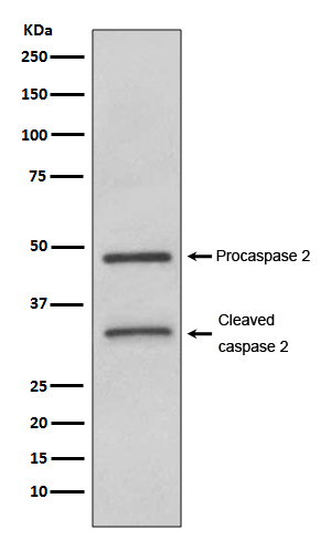 Caspase 2 Ab