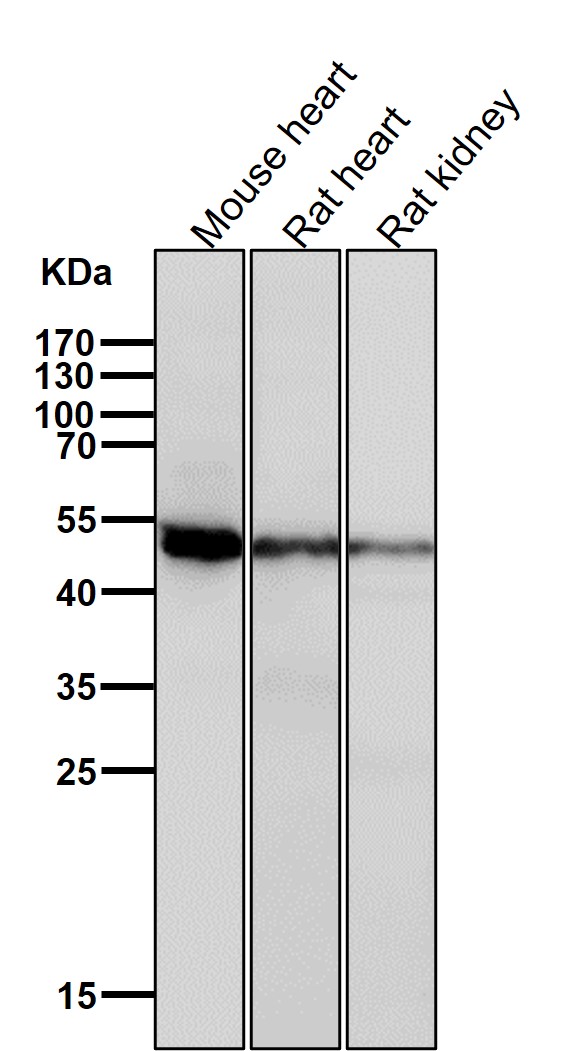 Caspase 2 Ab