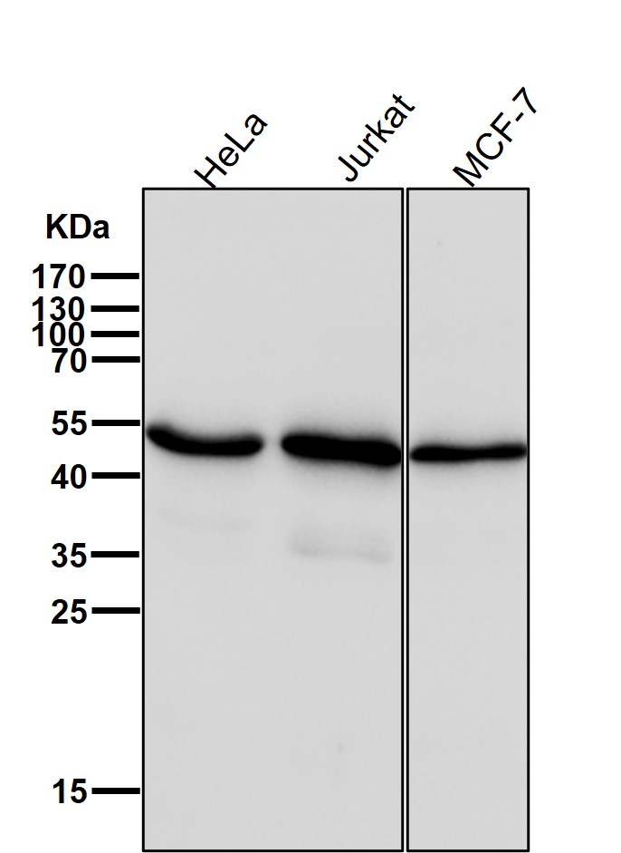 Caspase 2 Ab