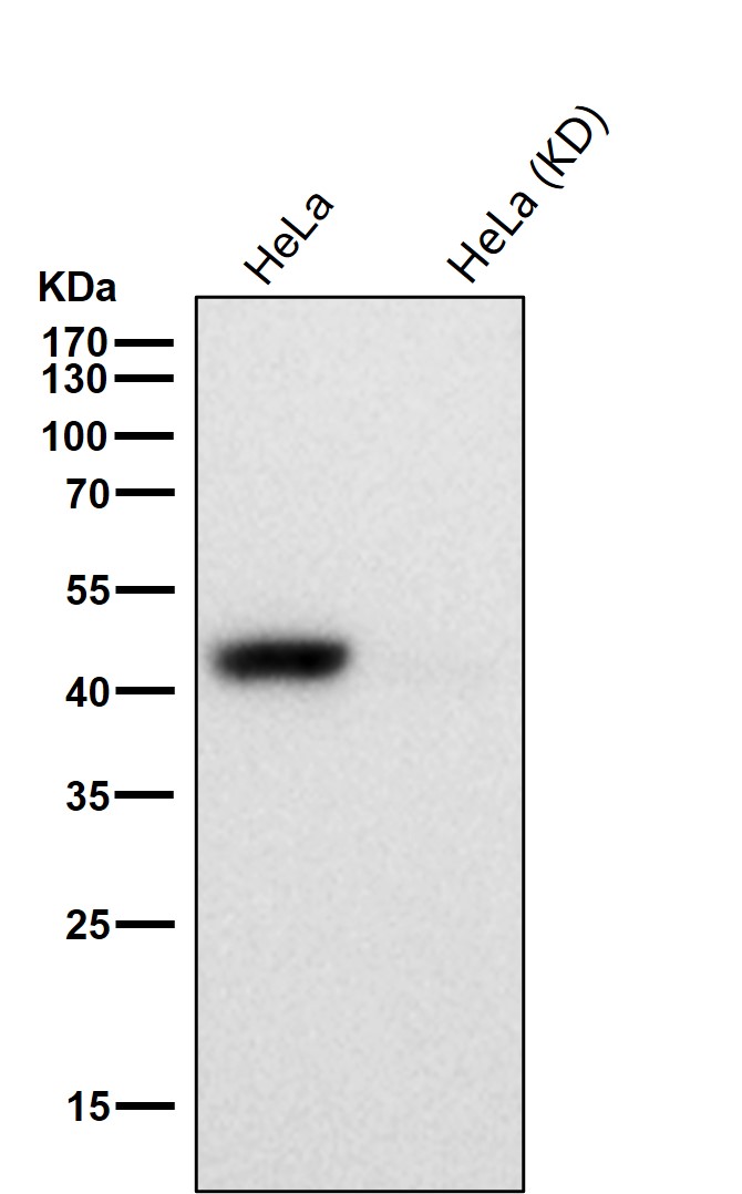 Caspase 9 Ab