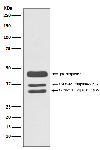 Caspase 9 Ab