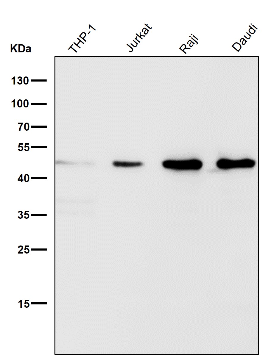 Caspase 9 Ab