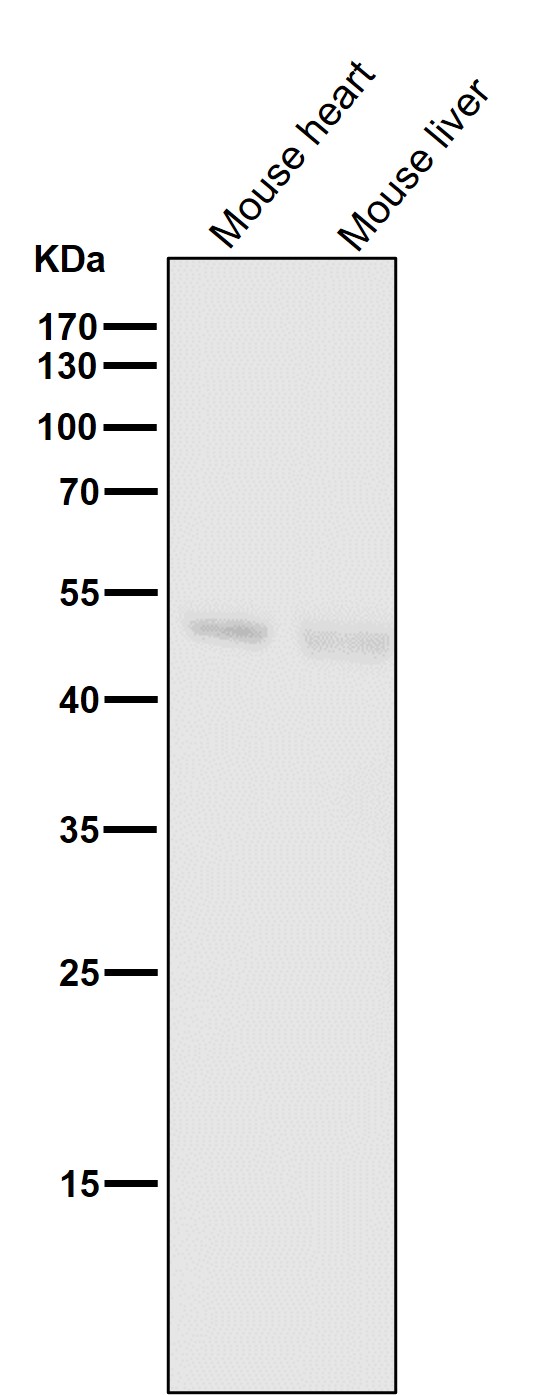 Caspase 9 Ab