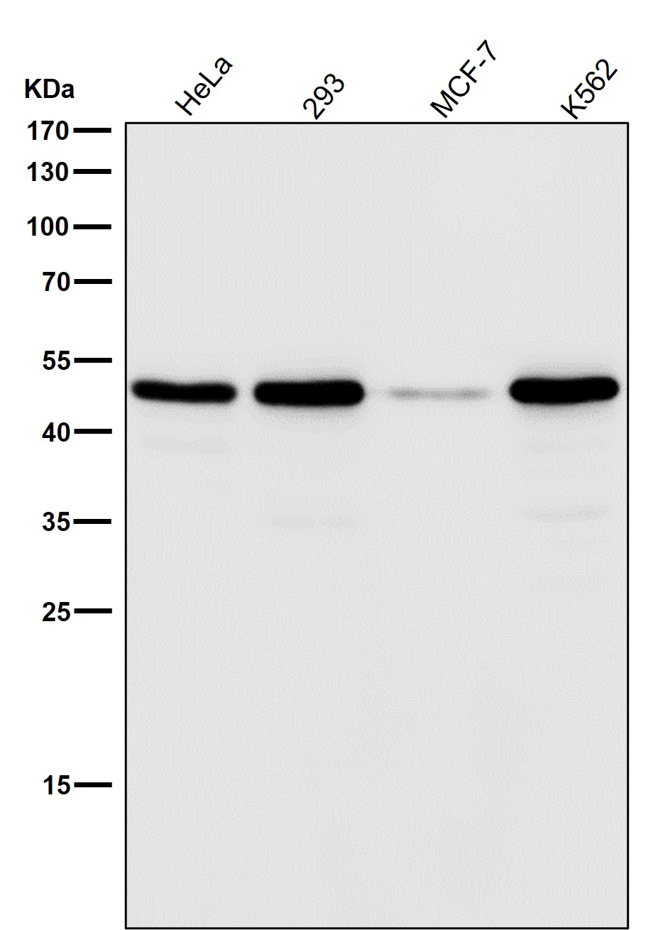 Caspase 9 Ab