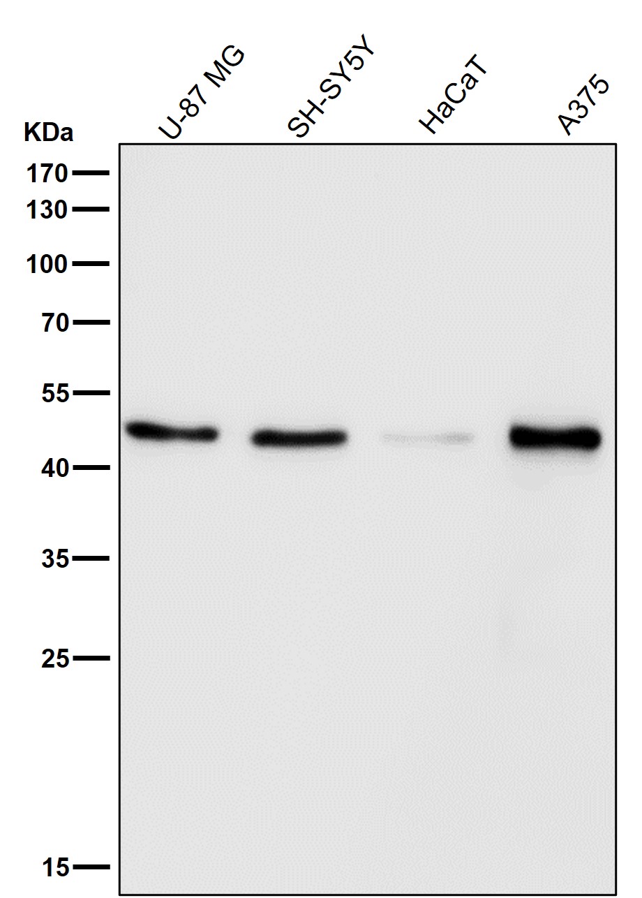 Caspase 9 Ab