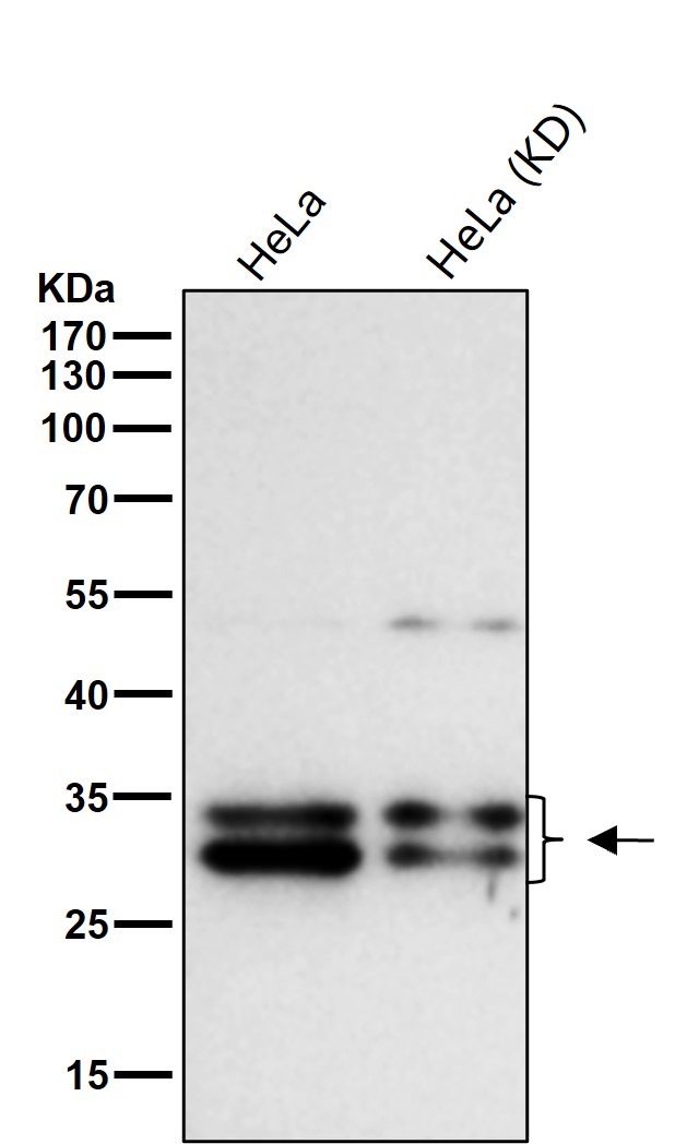 Caspase 3 Ab