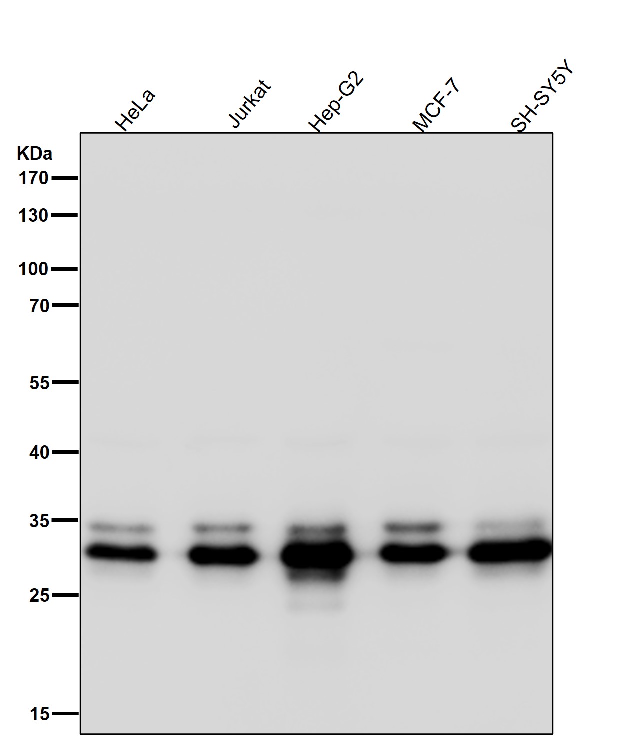 Caspase 3 Ab