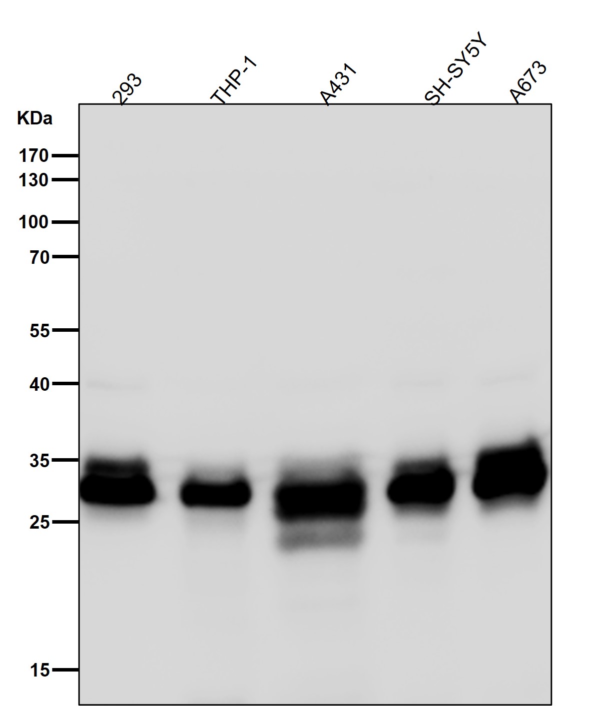 Caspase 3 Ab