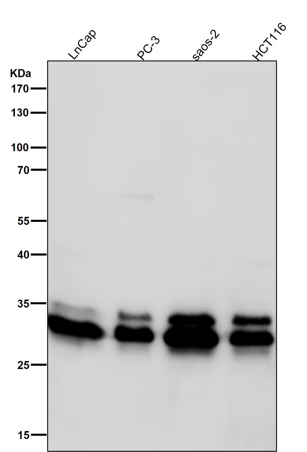 Caspase 3 Ab