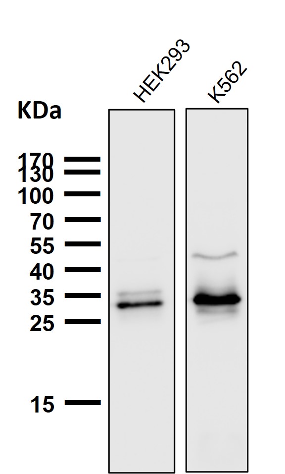 Caspase 3 Ab