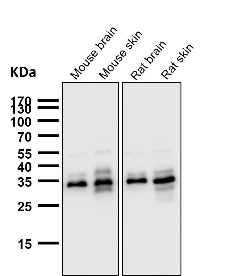 Caspase 3 Ab