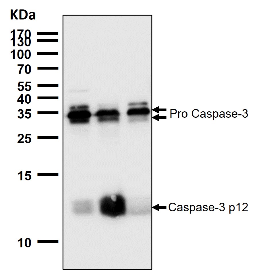 Caspase 3 Ab