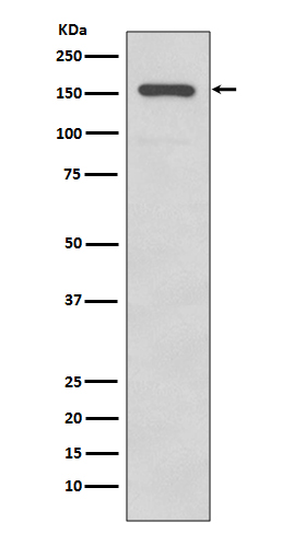 Integrin alpha 2 Ab