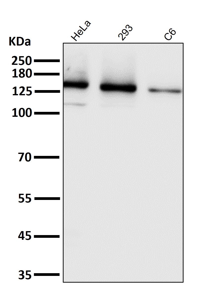 Integrin alpha 2 Ab