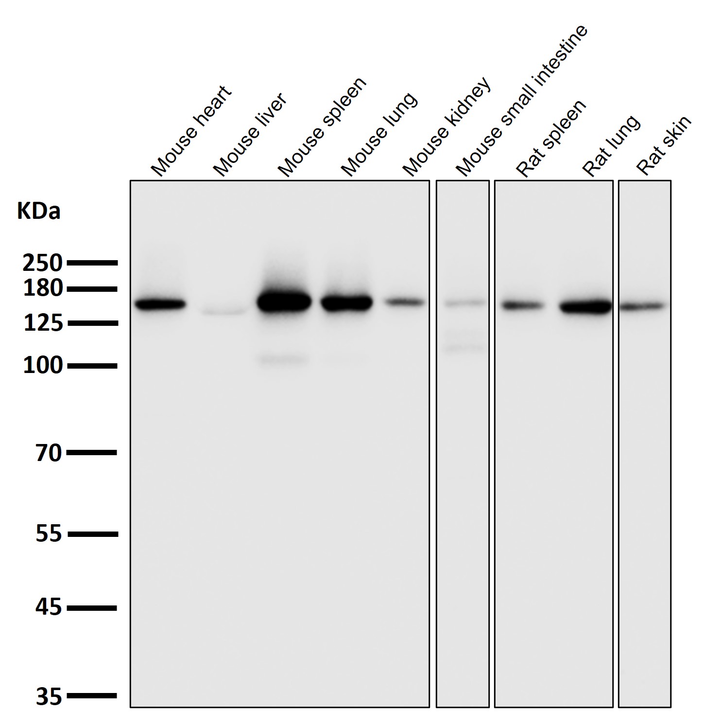 Integrin alpha 2 Ab