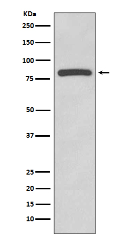 Glycogen synthase Ab