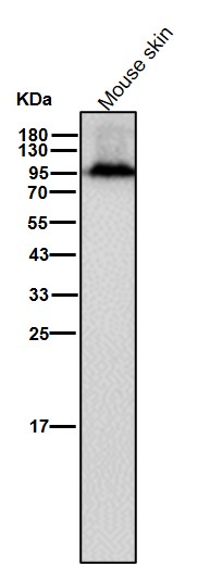 Glycogen synthase Ab