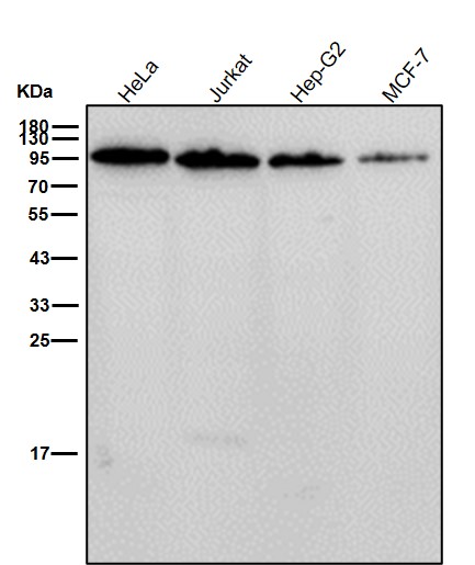 Glycogen synthase Ab