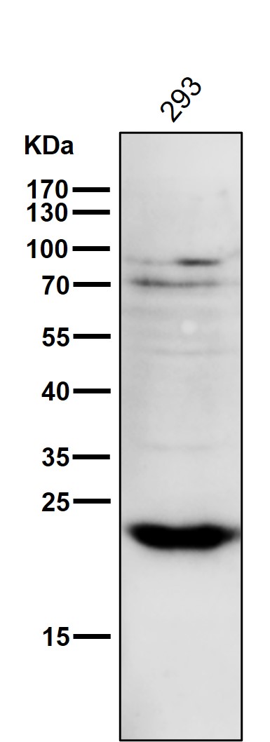 PPP1R1A Ab