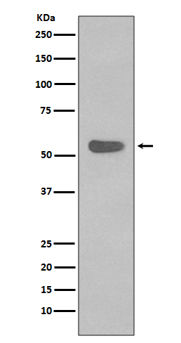 Cytokeratin 4 Ab