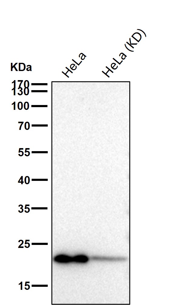 ARF1 Ab