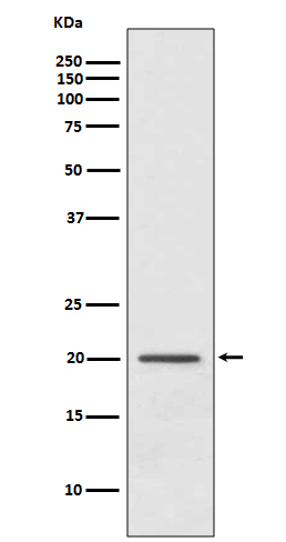 ARF1 Ab