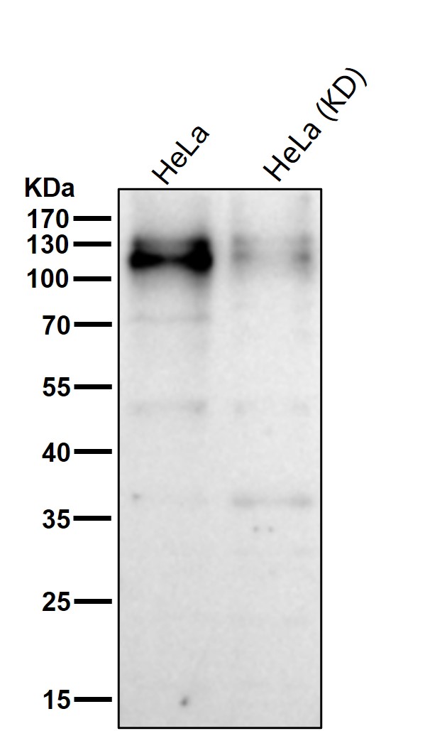 CD36 Ab