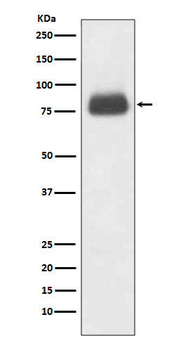 CD36 Ab