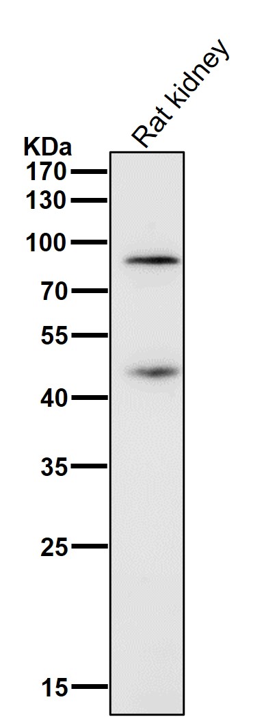 CD36 Ab