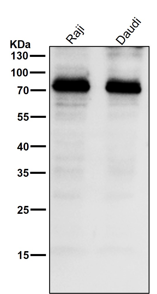 CD36 Ab