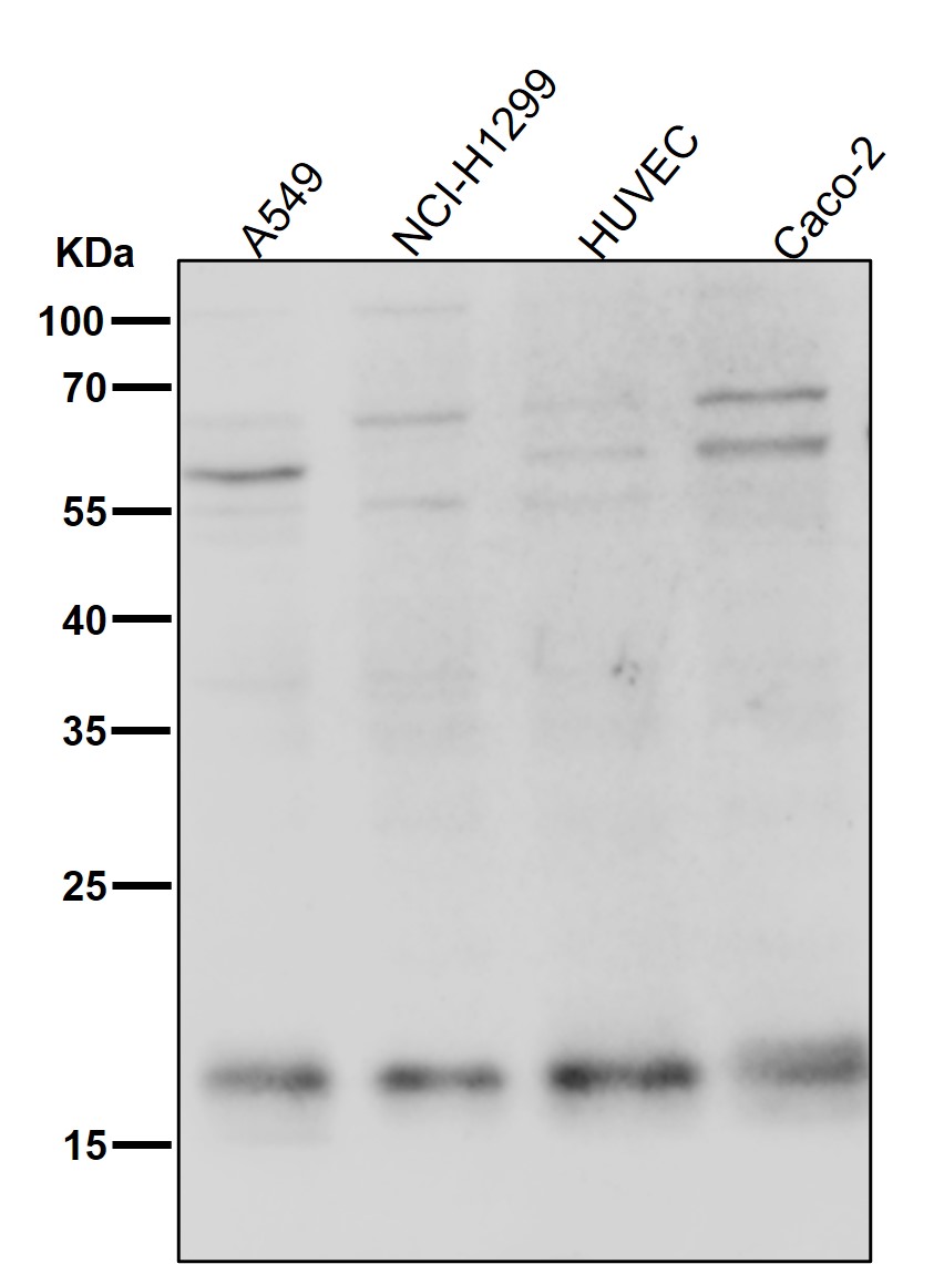 CD266 Ab