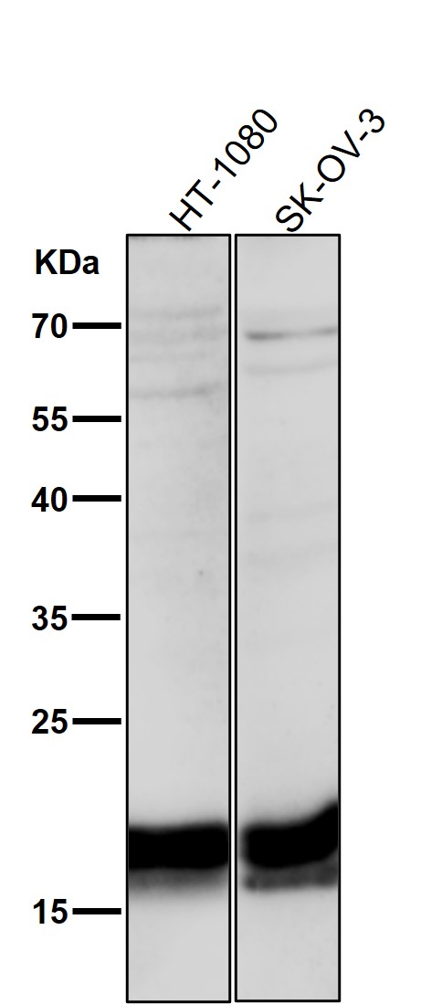 CD266 Ab