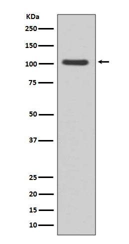 GluR1 Ab