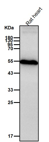 Angiotensinogen Ab