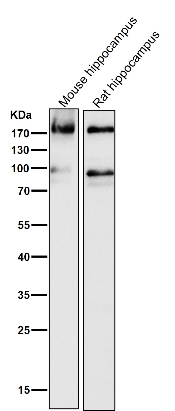 ErbB4 Ab