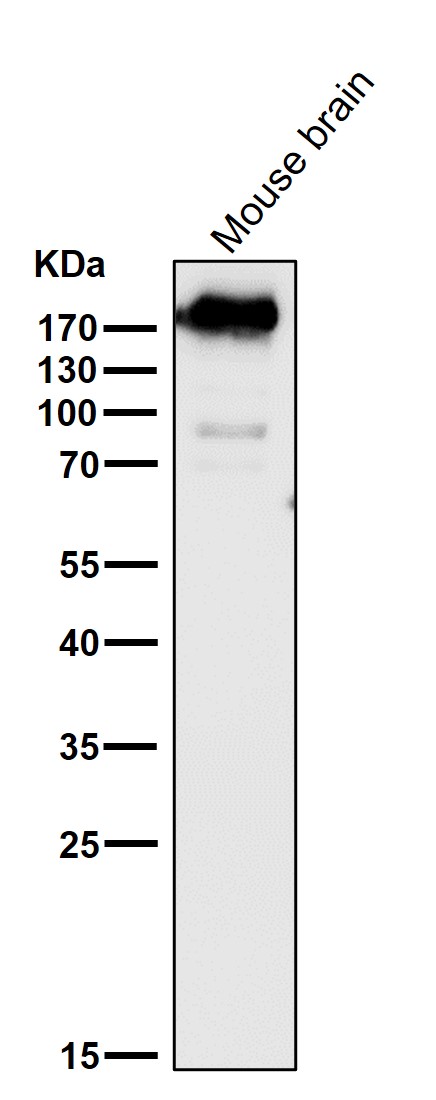 ErbB4 Ab