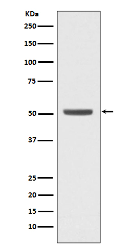 E2F2 Ab