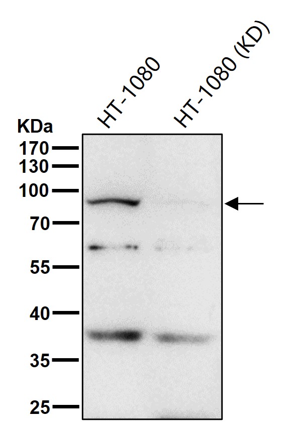 eIF2C3 Ab