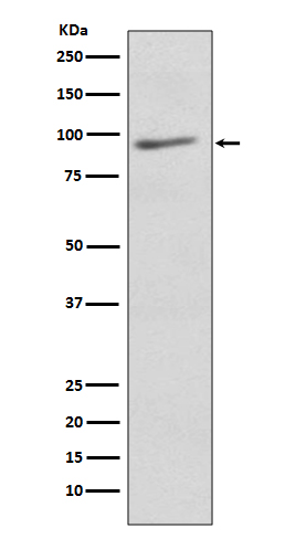 eIF2C3 Ab