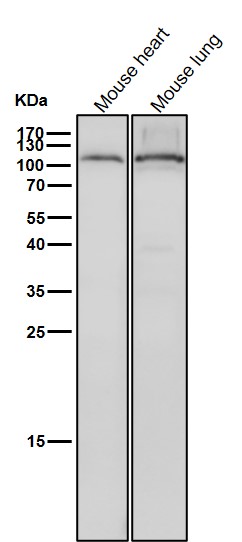 eIF2C3 Ab