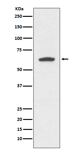 Cytokeratin 9 Ab