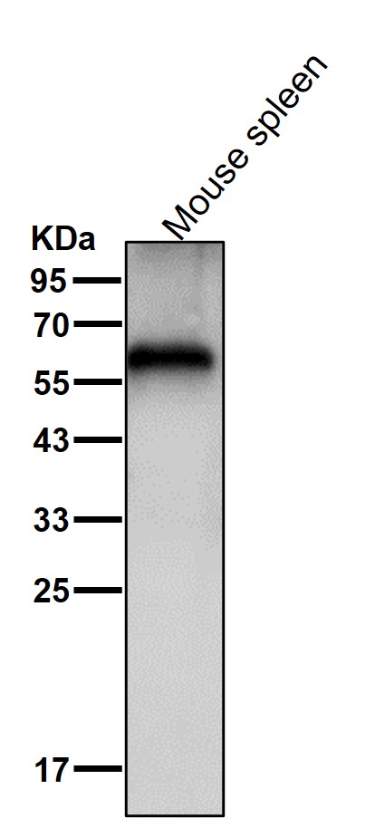 Cytokeratin 9 Ab