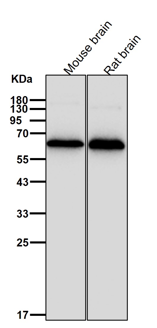 GLUT2 Ab