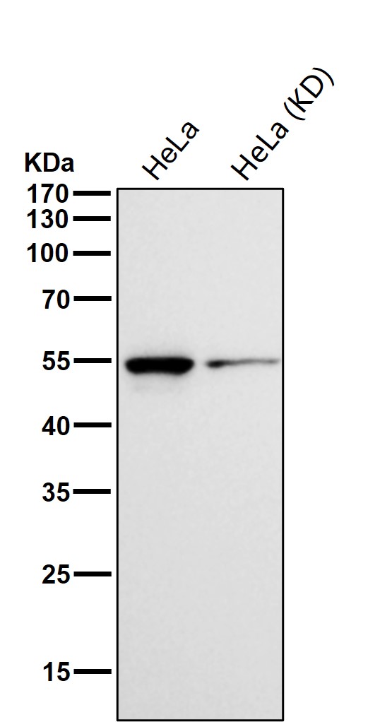 IRF6 Ab