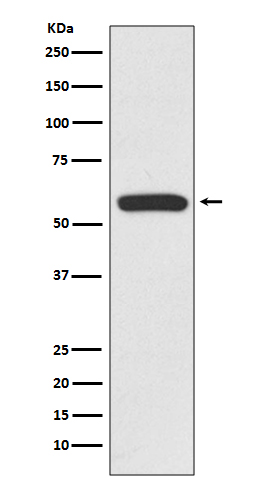 IRF6 Ab