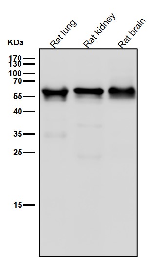 IRF6 Ab